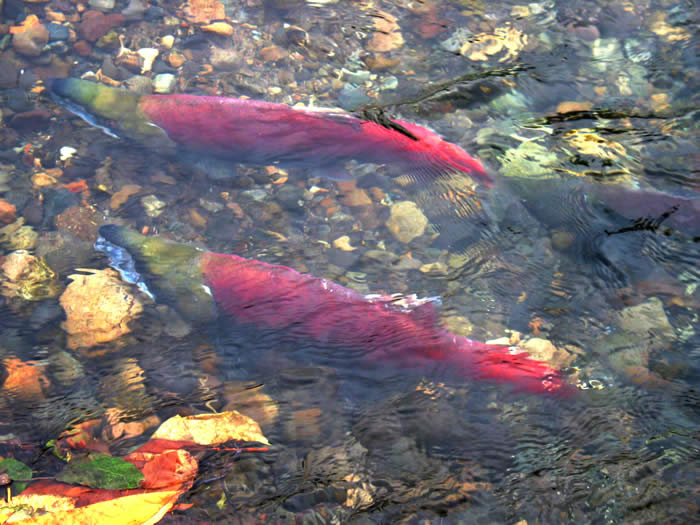 Two salmon swimming in a stream.