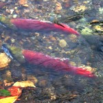 two salmon in a shallow stream.